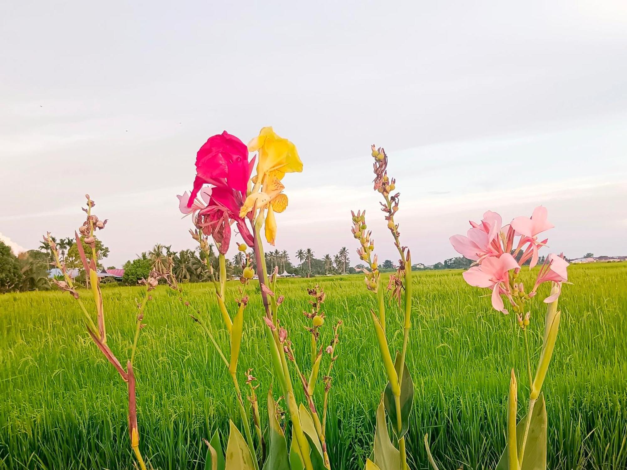 Kurau Farm stay *